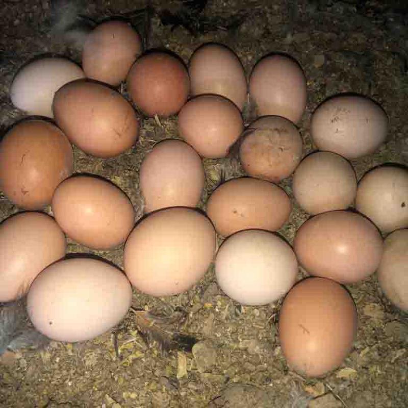 Organic Eggs 