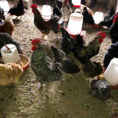 Organic Fowls 