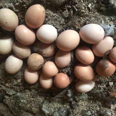 Organic Eggs 