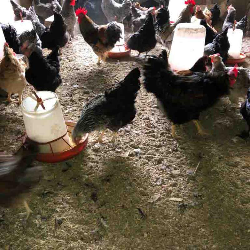 Organic Fowls