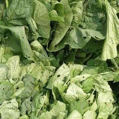 Veg3